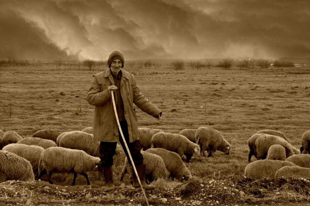 shepherd, sheep, flock-1588002.jpg